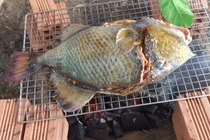 Loài cá xưa không ai biết, nay nửa triệu đồng/kg vẫn khó mua