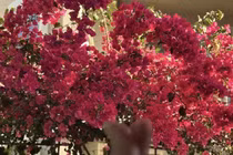 Căn nhà của cố ca sĩ Phi Nhung tại Mỹ giờ ra sao? 