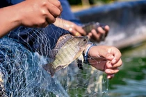 Loại cá từng bị "chê lên chê xuống" nay là đặc sản đắt đỏ