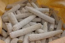 Phế phẩm chất đầy ruộng thành đặc sản hơn 100.000 đồng/kg 