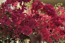 Căn nhà của cố ca sĩ Phi Nhung tại Mỹ giờ ra sao? 