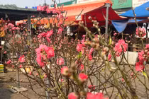 Đào khoe sắc khắp phố trước Tết Nguyên đán Bính Ngọ 2026