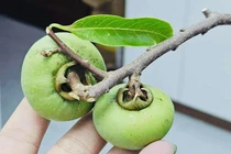 Đầu mùa, cành quả thị đã "gây sốt" chợ mạng 