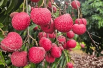 Vải thiều Úc 800.000 đồng/kg vẫn hút khách Việt