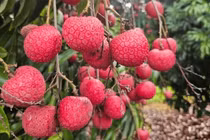 Vải thiều Úc 800.000 đồng/kg vẫn hút khách Việt