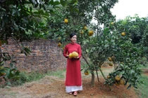 Nhà vườn trồng vô số trái cây của NSƯT Chiều Xuân