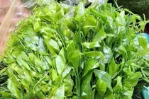 Rau ngót rừng 150.000 đồng/kg vẫn đắt khách 