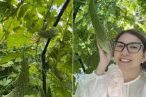 Vườn trái cây trĩu quả tại Mỹ của ca sĩ Phạm Thanh Thảo 