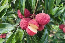 Vải thiều 700.000 đồng/kg đổ bộ chợ Việt có gì đặc biệt?