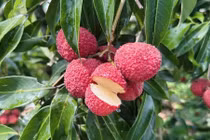 Vải thiều 700.000 đồng/kg đổ bộ chợ Việt có gì đặc biệt?