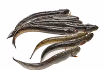 Cá "nhà nghèo" thành đặc sản giá hơn nửa triệu đồng/kg