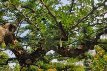 Cây bờ rào lên đời bonsai giá trị hàng trăm triệu