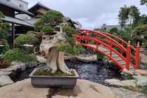 5 cây bonsai cổ nhất hành trình 