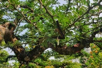 Cây bờ rào lên đời bonsai giá trị hàng trăm triệu