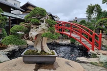 5 cây bonsai cổ nhất hành trình 