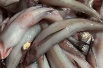 Cá khoai khan hiếm, 1 triệu đồng/kg ngày đầu năm