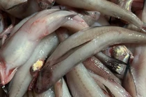 Cá khoai khan hiếm, 1 triệu đồng/kg ngày đầu năm