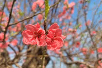 Đào cổ thụ sẵn sàng đón Tết Nguyên đán Bính Ngọ 2026