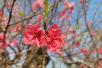 Đào cổ thụ sẵn sàng đón Tết Nguyên đán Bính Ngọ 2026