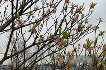 Đào chuông Yên Tử giá tiền triệu hút khách dịp Tết