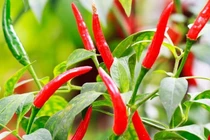 Bật mí loại gia vị mang lại 2.600 tỷ cho Việt Nam