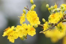 Những loại cây cảnh trồng trong nhà hút tài lộc đầu năm mới