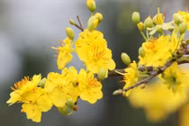 Những loại cây cảnh trồng trong nhà hút tài lộc đầu năm mới