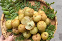 Quả mọc hoang dại bỗng trở thành đặc sản hút khách ở Hà Nội
