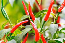 Bật mí loại gia vị mang lại 2.600 tỷ cho Việt Nam