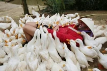 Trải nghiệm độc đáo với dịch vụ massage vịt tại Quảng Bình