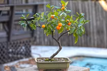 Những loại bonsai trái cây rực rỡ hút tài lộc