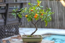 Những loại bonsai trái cây rực rỡ hút tài lộc