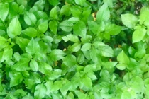 Rau mọc dại không ai hái bỗng hóa đặc sản giá "cao vút"