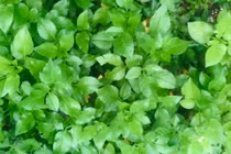 Rau mọc dại không ai hái bỗng hóa đặc sản giá "cao vút"