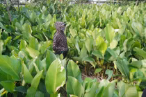 Làng lá dong Tràng Cát nhộn nhịp thu hoạch phục vụ Tết