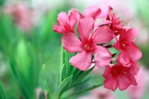 Những loại hoa 'phá tài' không nên trồng ở ban công