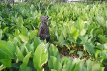 Làng lá dong Tràng Cát nhộn nhịp thu hoạch phục vụ Tết