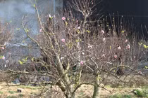 Đào cổ thụ cho thuê giá trăm triệu hút khách chơi Tết 