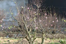 Đào cổ thụ cho thuê giá trăm triệu hút khách chơi Tết 