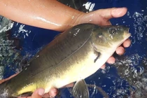 Hơn nửa triệu đồng mỗi con cá chép giòn chuỗi ngọc