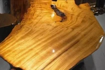 Khám phá loại gỗ quý hơn vàng ròng, không ai dám trồng