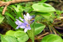 Rau dại xưa cho lợn ăn nay 90.000 đồng/kg vẫn đắt khách