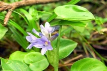 Rau dại xưa cho lợn ăn nay 90.000 đồng/kg vẫn đắt khách