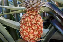 Loại dứa hơn 10 triệu đồng/quả ngon cỡ nào?