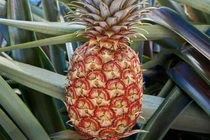 Loại dứa hơn 10 triệu đồng/quả ngon cỡ nào?
