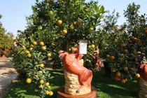 Làng quất Tứ Liên rộn ràng đón khách trước Tết Nguyên đán Bính Ngọ