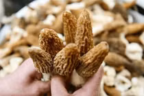 Loại nấm quý hiếm 13 triệu đồng/kg vẫn hút khách 