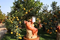 Làng quất Tứ Liên rộn ràng đón khách trước Tết Nguyên đán Bính Ngọ