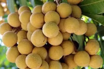 Giá nhãn Ido bất ngờ tăng mạnh