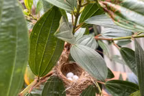 Nhà vườn 'đất lành chim đậu' của ca sĩ Trọng Tấn 